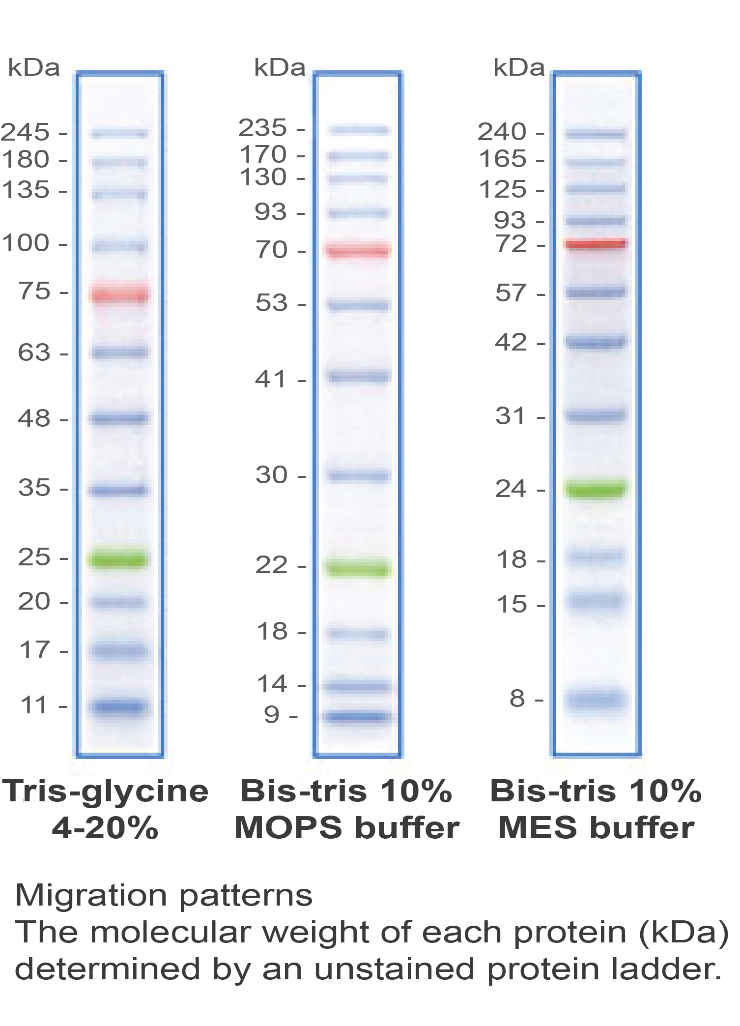 Nacalai USA, Inc. Product Prestained Protein Ladder, Broad Range